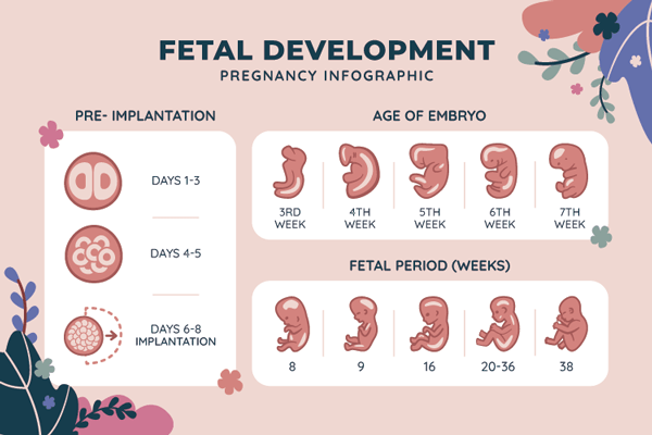 En el primer trimestre, el desarrollo fetal es asombroso. Conoce la formación de órganos vitales y los factores clave. Descubre cómo la nutrición y el cuidado prenatal son esenciales para un embarazo saludable.